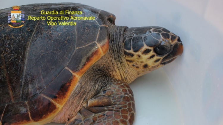 I finanzieri di Vibo salvano e liberano in mare un esemplare di tartaruga “Caretta Caretta”