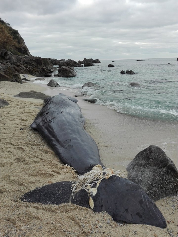 Capodoglio ritrovato senza vita sulla spiaggia di Parghelia