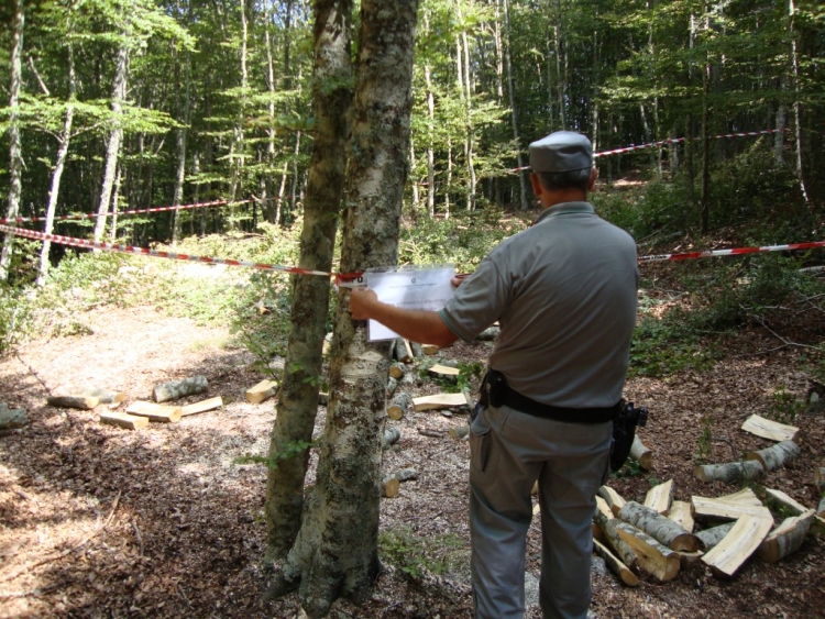 Furto di legna all’interno del Parco delle Serre, un arresto