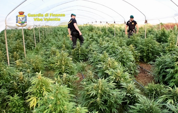 Cannabis farm a Pizzo, arriva un nuovo arresto
