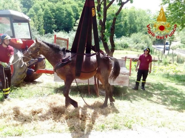 Serra, cavallo finisce in un ruscello: necessario l&#039;intervento dei Vigili del fuoco