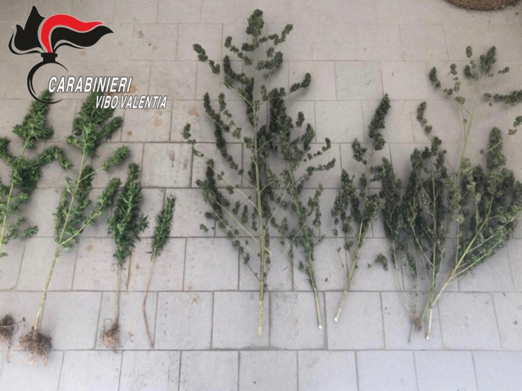 Trovato in possesso di diverse piante di marijuana, arrestato 55enne a San Calogero