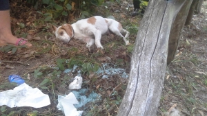 Serra, continua la barbarie dei cani avvelenati: quattro casi in un solo giorno