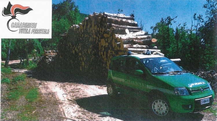 Simbario, taglio abusivo di alberi nel Parco delle Serre: due persone ai domiciliari