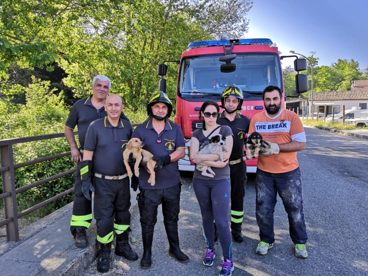 Serra, volontari e Vigili del fuoco salvano tre cuccioli