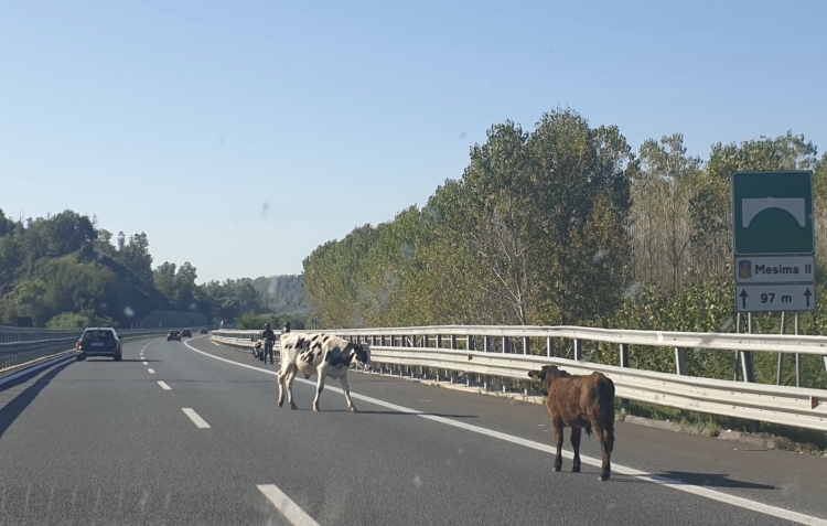 Mucche invadono l&#039;autostrada sul tratto Mileto-Rosarno