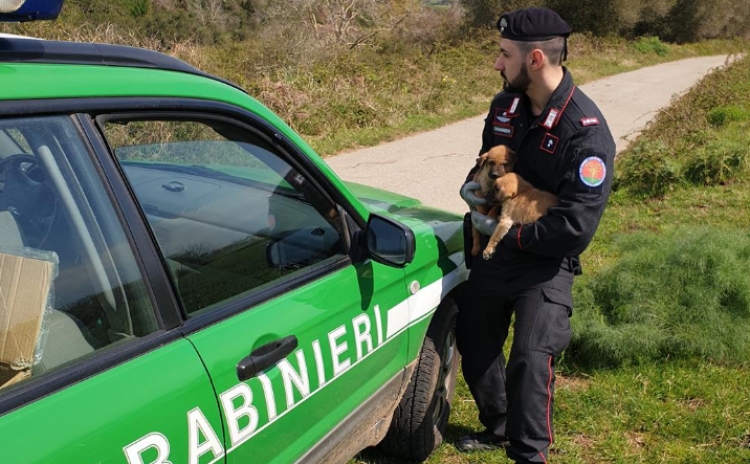 Cuccioli abbandonati sulla provinciale Vibo-Joppolo, salvati dai carabinieri forestali