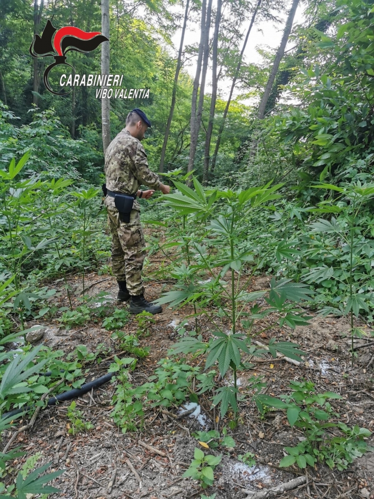Sorpresi a coltivare 240 piante di marijuana ad Acquaro, arrestati