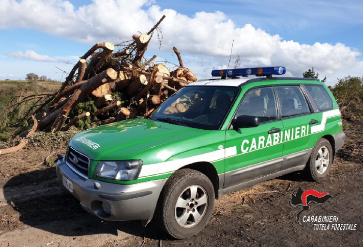 Taglio furtivo di 100 piante di pino, denunciato un 24enne di Serra San Bruno