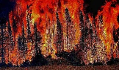 incendi boschivi