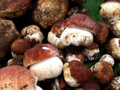 mini funghi