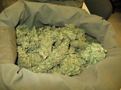mini marijuana bis
