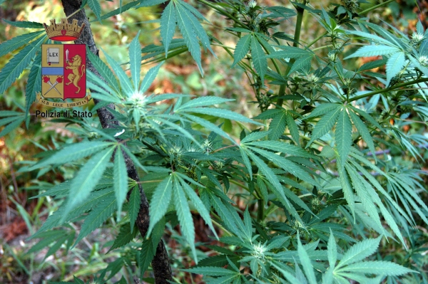 Sequestrata una vasta piantagione di cannabis al confine tra il Vibonese e il Reggino