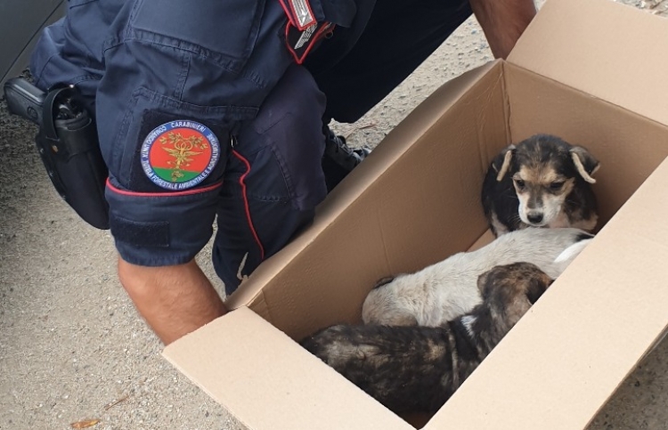 Cuccioli di cane abbandonati nel Vibonese, intervengono i carabinieri forestali