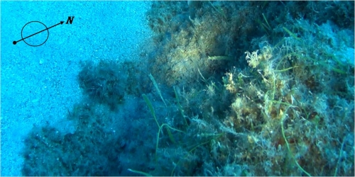 Scoperta la presenza di una nuova alga lungo la costa vibonese
