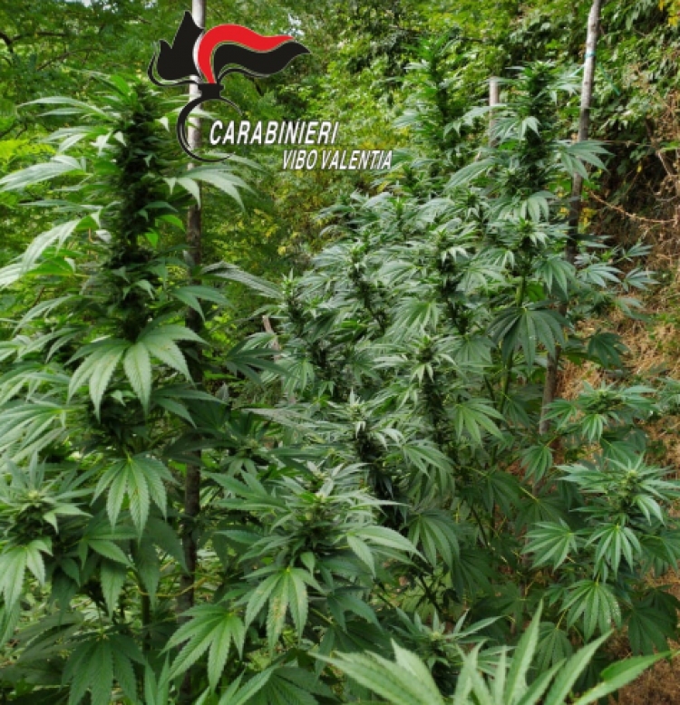 Individuate nelle Serre vibonesi oltre 2mila piante di cannabis