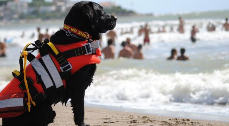 Bimba si perde sulla spiaggia a Soverato, ritrovata dai cani-bagnini