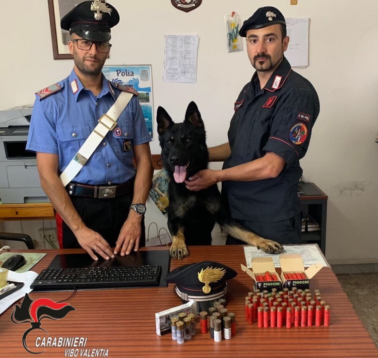 Il cane “Enno” dei carabinieri scopre 120 munizioni da fucile nel Vibonese