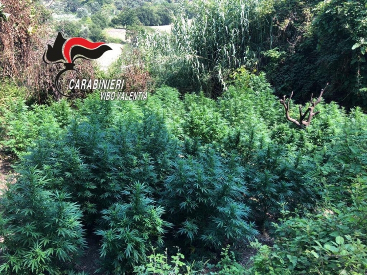 Maierato, scoperta una vasta piantagione di cannabis - FOTO