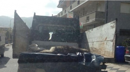 Serra, carcassa canina trasportata alla piattaforma ecologica: ecco l’ordinanza che fa chiarezza sul caso