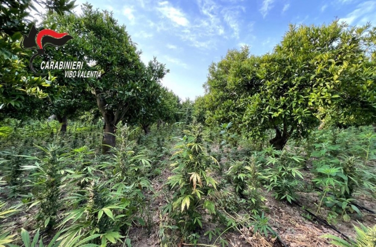 Maxi piantagione di cannabis nel Vibonese: avrebbe fruttato 5 milioni di euro