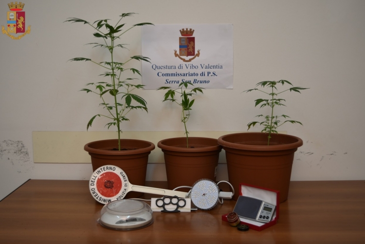 Serra, tre piante di marijuana all’interno della camera da letto: denunciato un 23enne