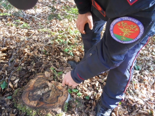 Illecite utilizzazioni boschive a Brognaturo, denunciate due persone