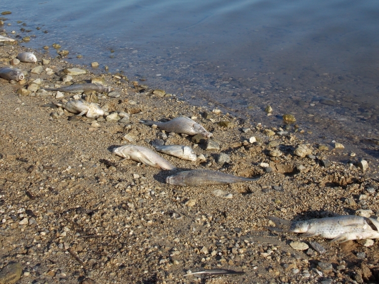 Morìa di pesci nel lago Angitola, Parentela chiede indagini sulla salubrità delle acque