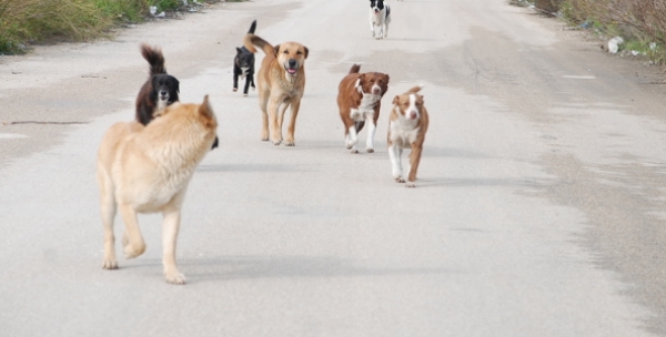 Il Comune di Briatico avvia l’iter per il servizio di ricovero e cura dei cani randagi