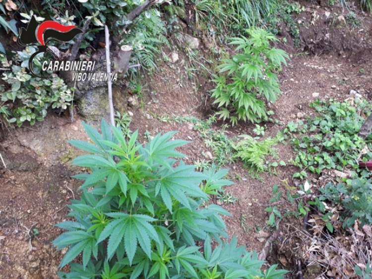 Scoperte 50 piante di cannabis a Vallelonga