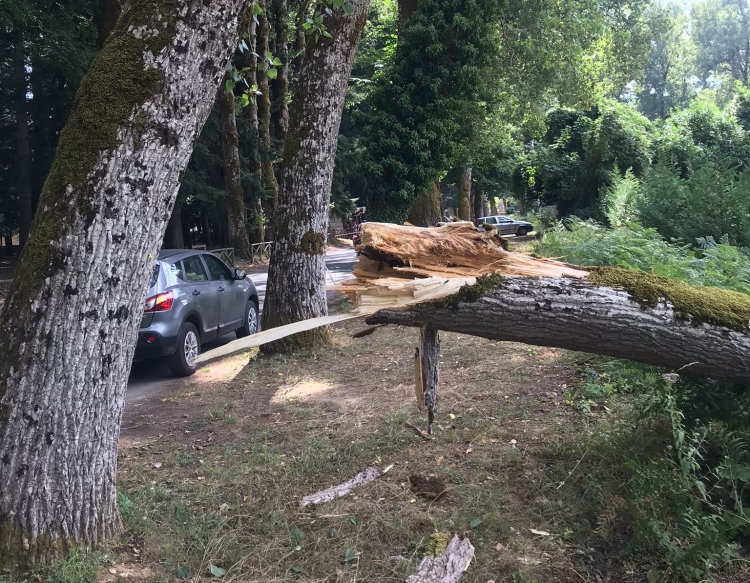 Serra, grosso ramo cade nei pressi della Certosa - FOTO