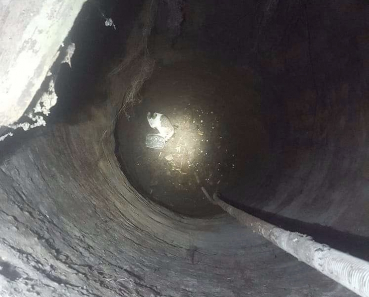 Gatto cade in un pozzo nel Vibonese, salvato dai vigili del fuoco